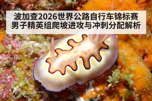 波加查2026世界公路自行车锦标赛男子精英组爬坡进攻与冲刺分配解析